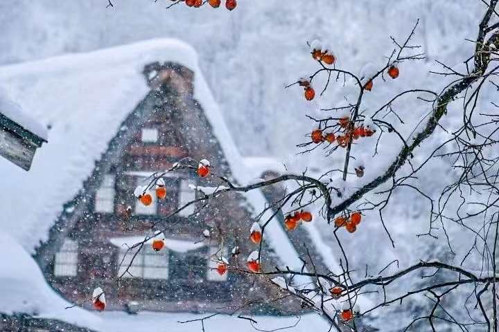 2024 2D1N Shirakawago Illumination & Hida Takayama Bus Tour