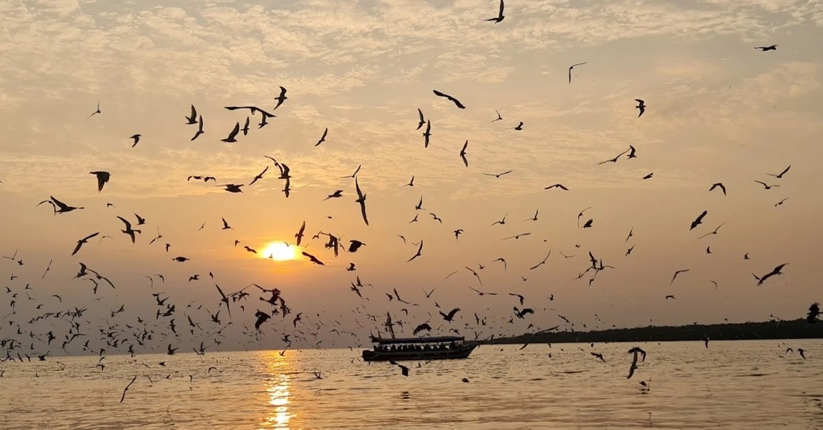 Malaysia Sky Mirror + Selangor + Fireflies + Blue Tears + Eagle + Silver Leaf Monkey Day Tour