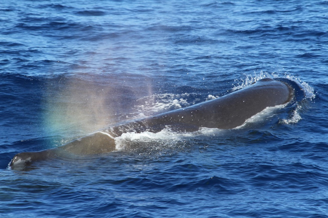 花蓮賞鯨 | 鯨世界賞鯨生態之旅
