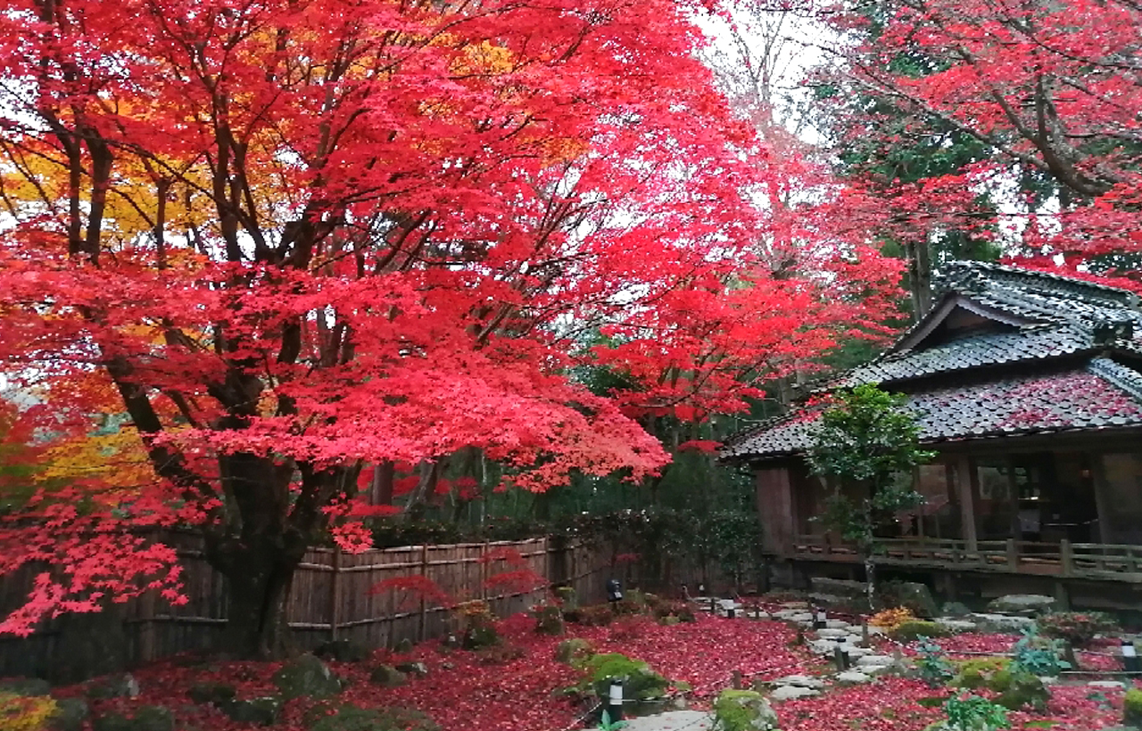 紅葉季｜比叡山延歷寺&教林坊&八幡遊船賞楓一日遊｜（大阪/京都出發）