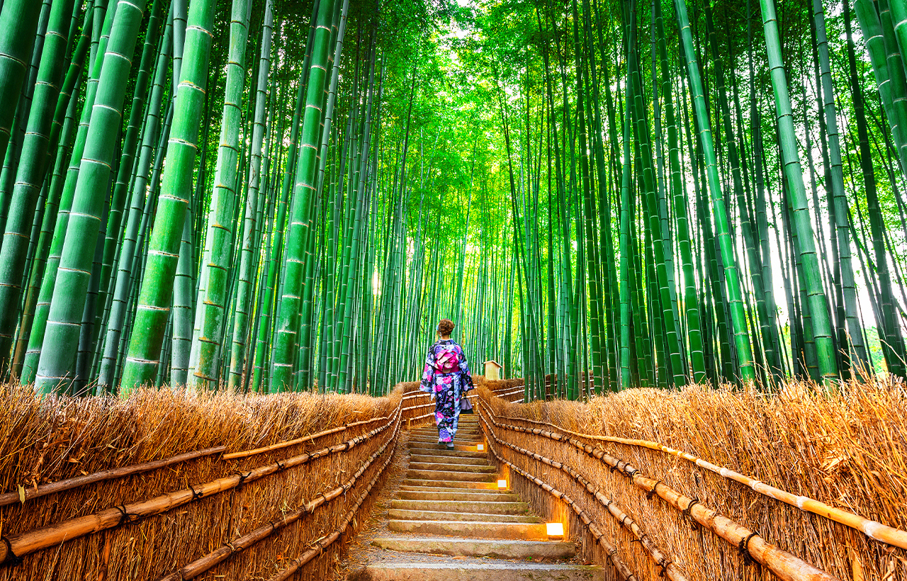 The Sagano Bamboo Forest is located in Arashiyama. The bamboo forest trail is about 500 meters long. You can walk through Nonomiya Shrine and head towards Okochi Sanso to reach the Arashiyama Bamboo Forest.