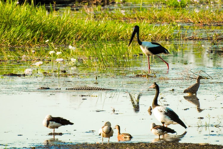 李治菲特國家公園（Litchfield National Park）一日遊