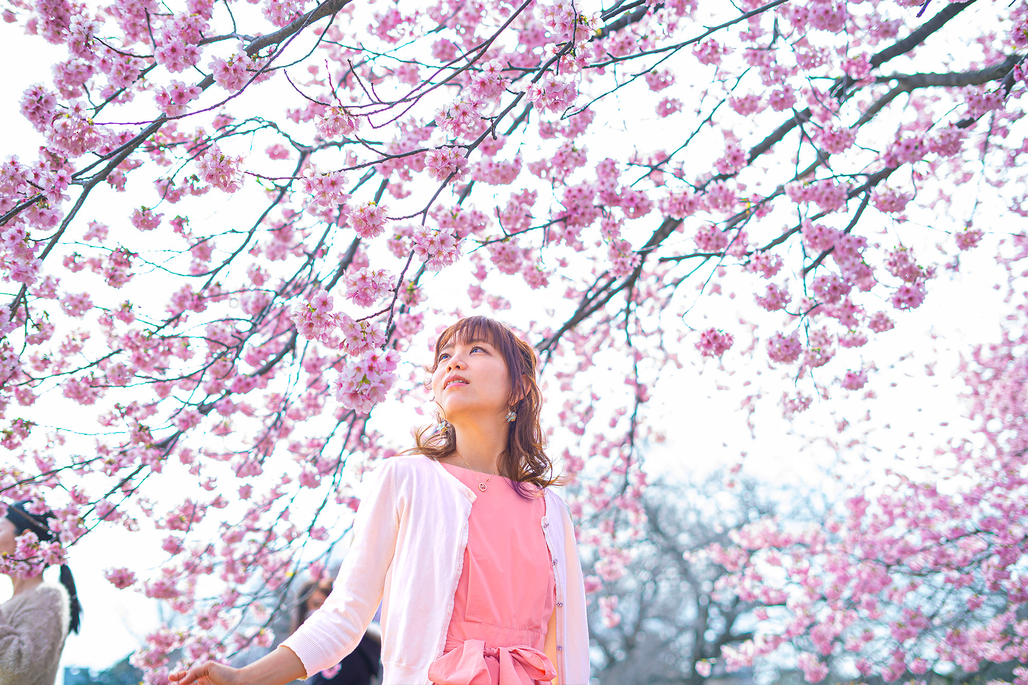 Cherry Blossom Day Tour from Seoul: Nami Island, Rail Bike & Alpaca