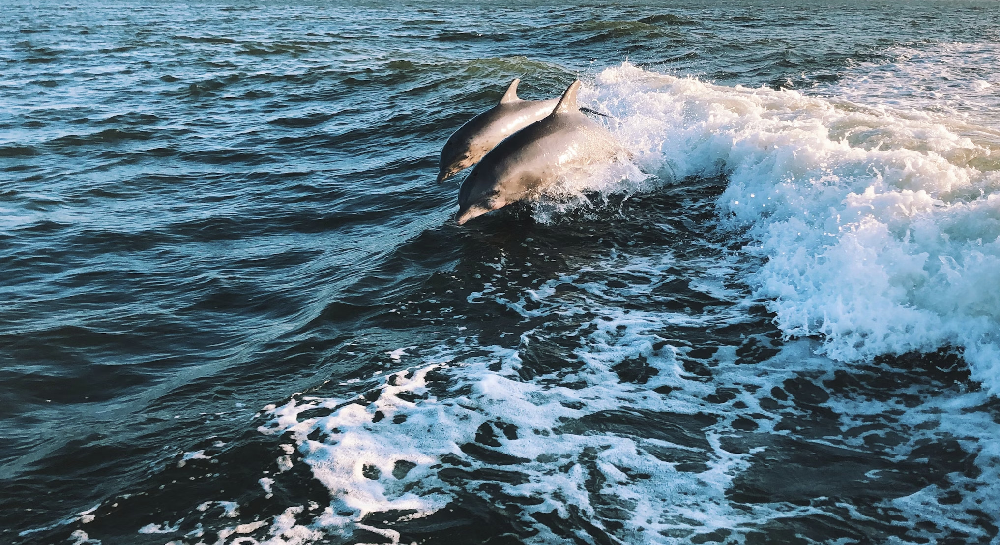 Sinquerim Jetty: Dolphin Spotting Trip