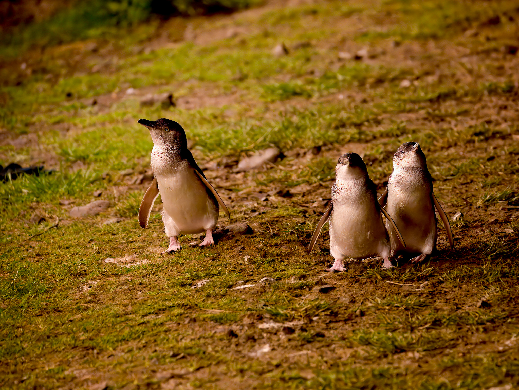 Phillip Island Wildlife Cruise and Penguins Tour from Melbourne