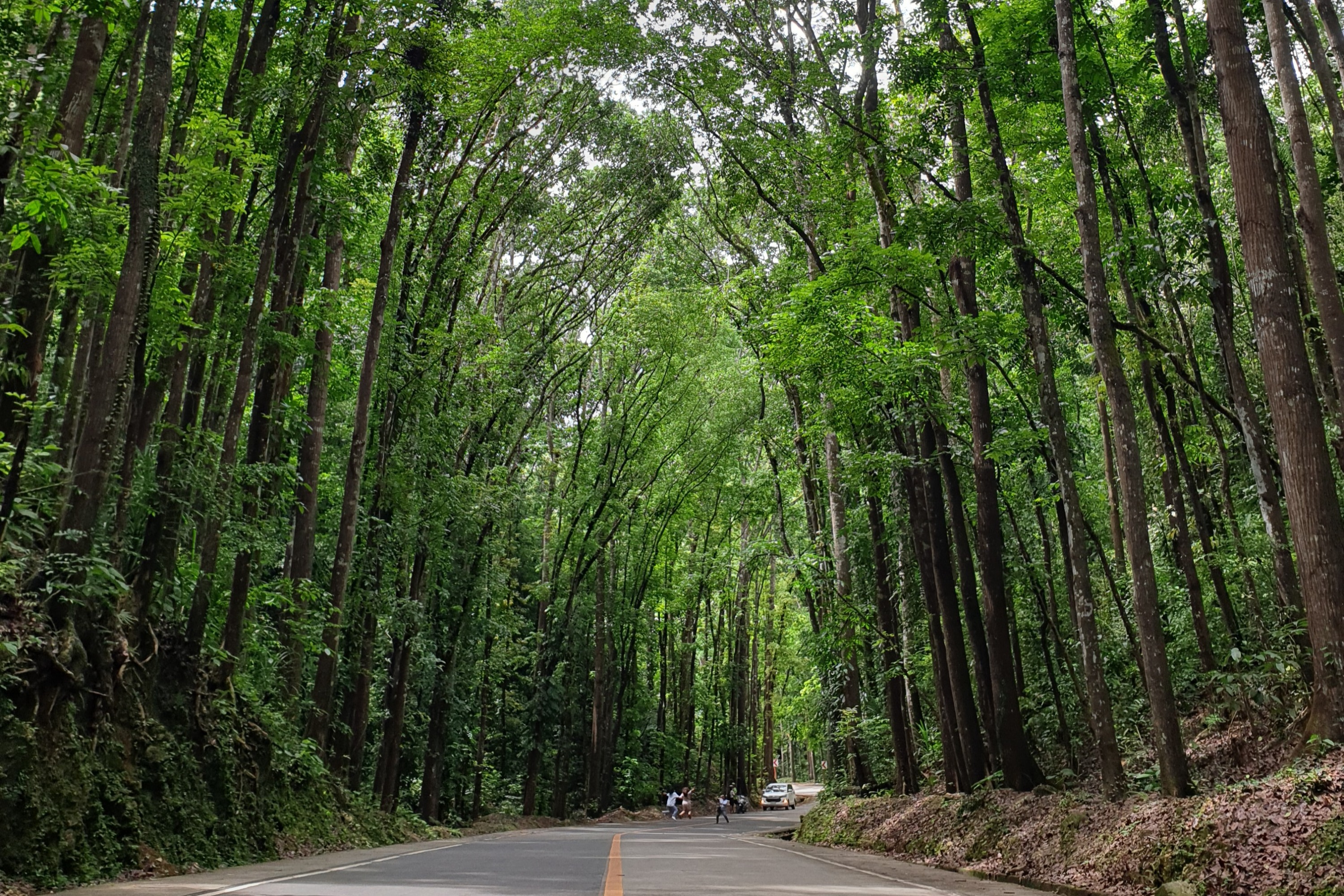 私人薄荷島鄉村之旅與鯨鯊體驗