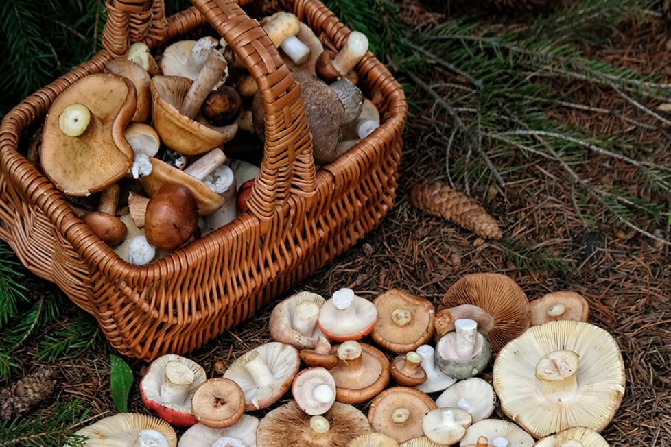 6-day "Mushroom" Fantasy Yunnan, starting and ending in Lijiang (Erhai Lake cycling + travel photography + Ideal Country afternoon tea + Dali + Xizhou + Shaxi + picking wild mushrooms + Tiger Leaping Gorge + Shangri-La + Napahai horseback riding + Baishui