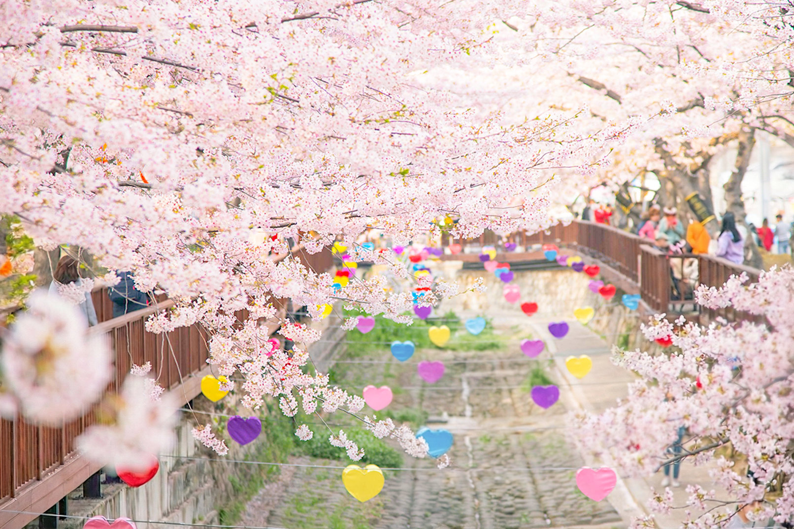 Jinhae Cherry Blossom Tour from Seoul