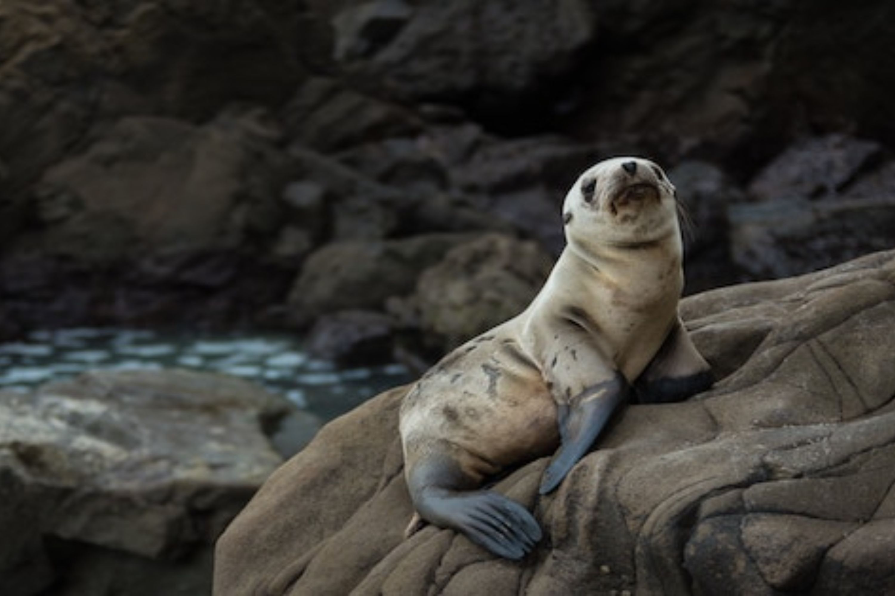 Admire the sea lion resting on the rocks, sunbathing under the warm sun