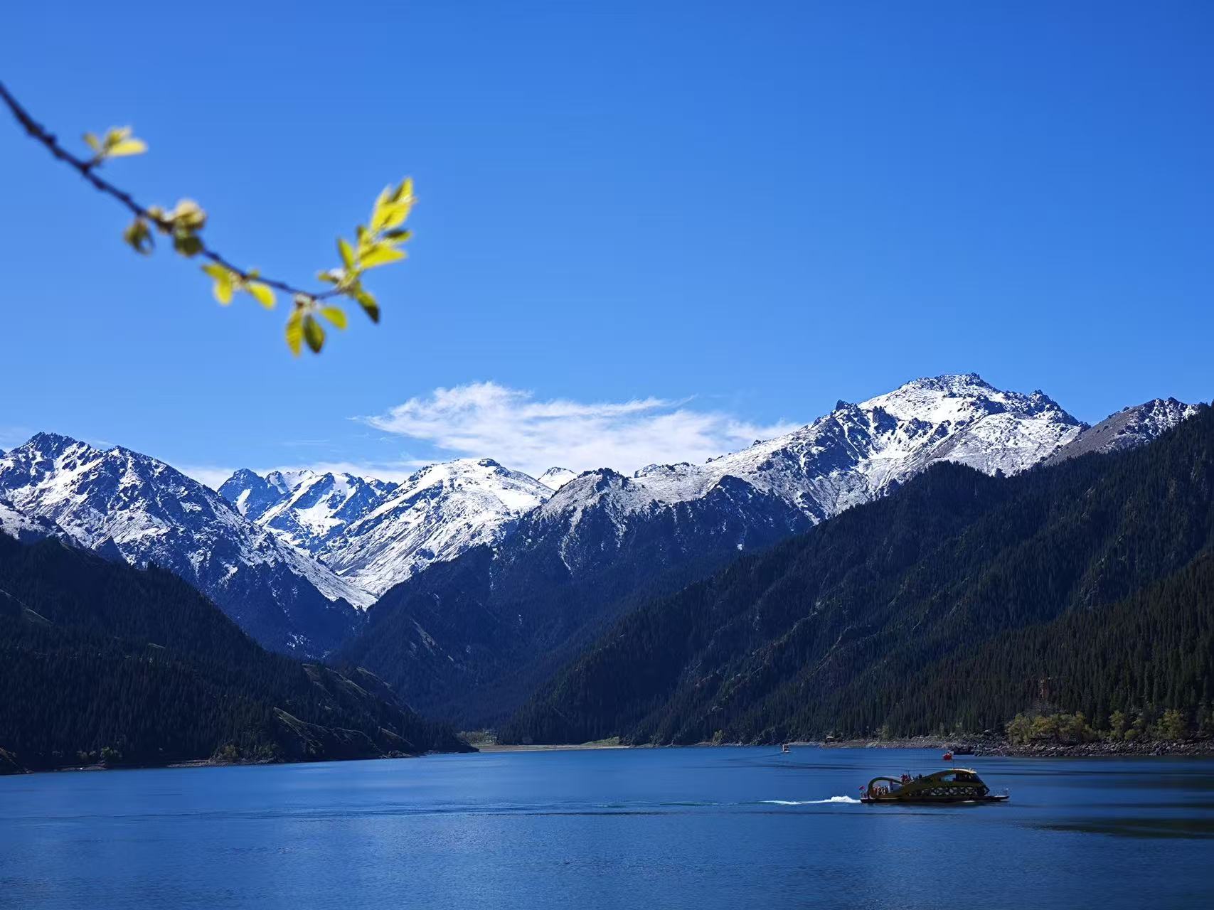 澄澈湛藍的天池湖面開闊平靜，遊船劃破水面泛起細碎波紋。遠處巍峨雪山層疊，山林濃綠幽深，前景嫩黃枝葉入鏡點綴，澄澈藍天襯著輕薄雲絮，山水相融，盡顯天池清新靈動的湖山風光