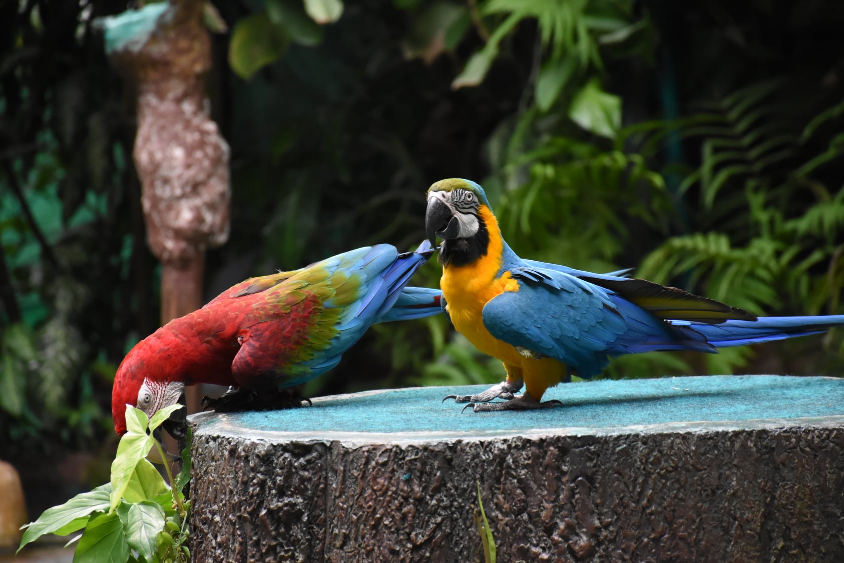 Khao Kheow開放式動物園私人之旅