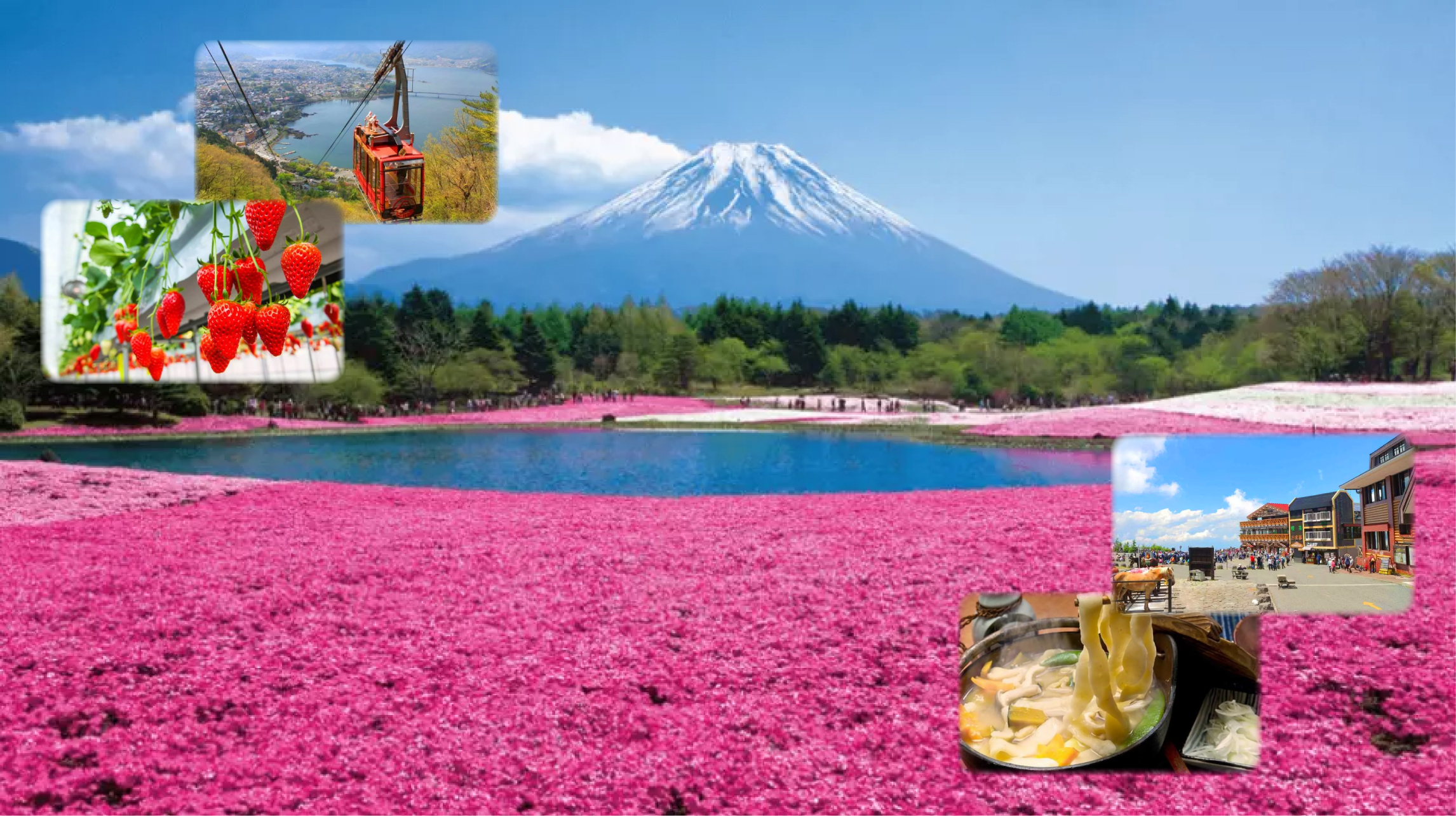 富士山打卡一日遊（含四季花卉 &amp; 河口湖纜車 &amp; 水果採摘吃到飽）- 東京出發