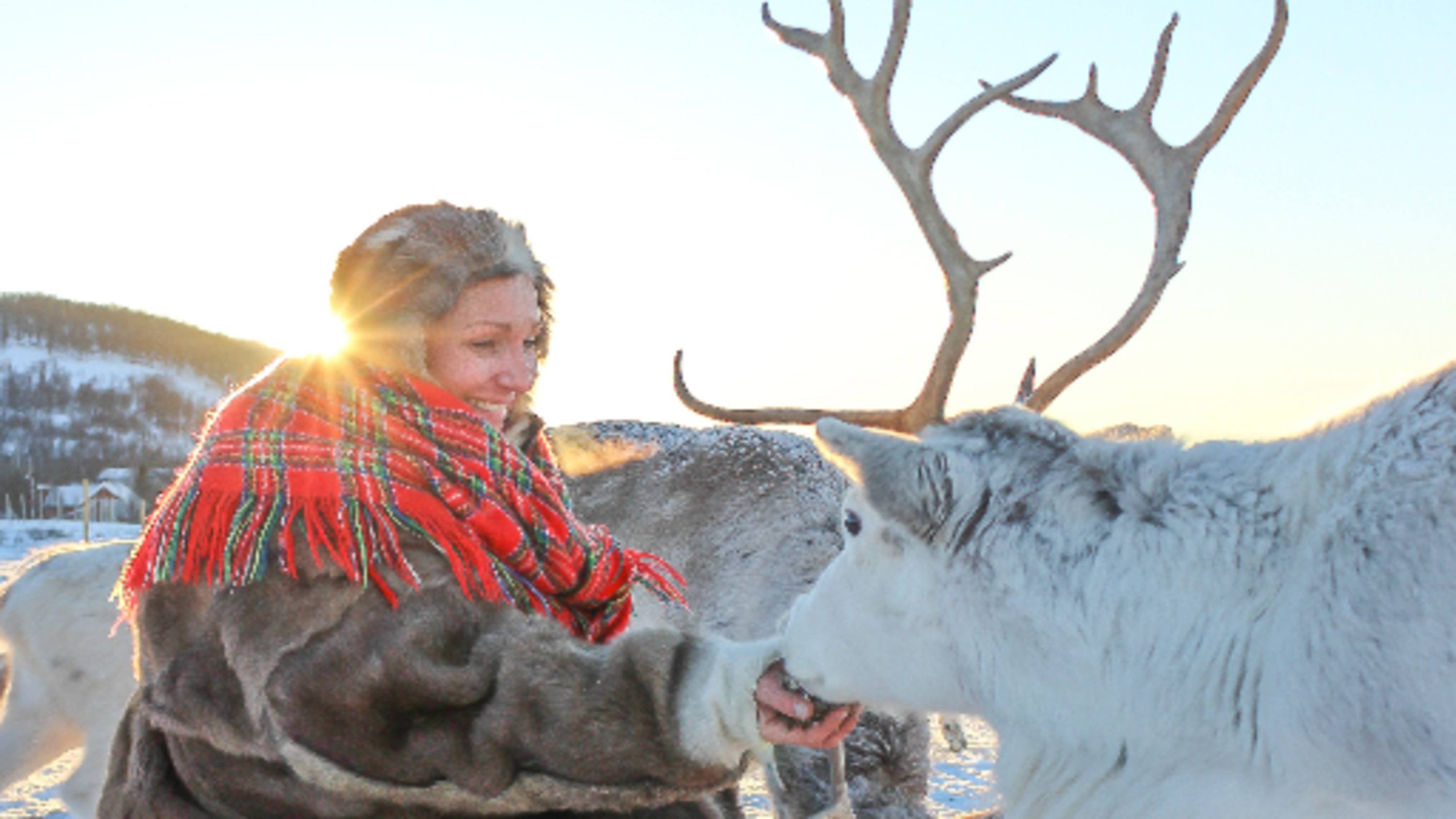 在北極陽光下，餵食冬日馴鹿，珍藏這魔幻時刻