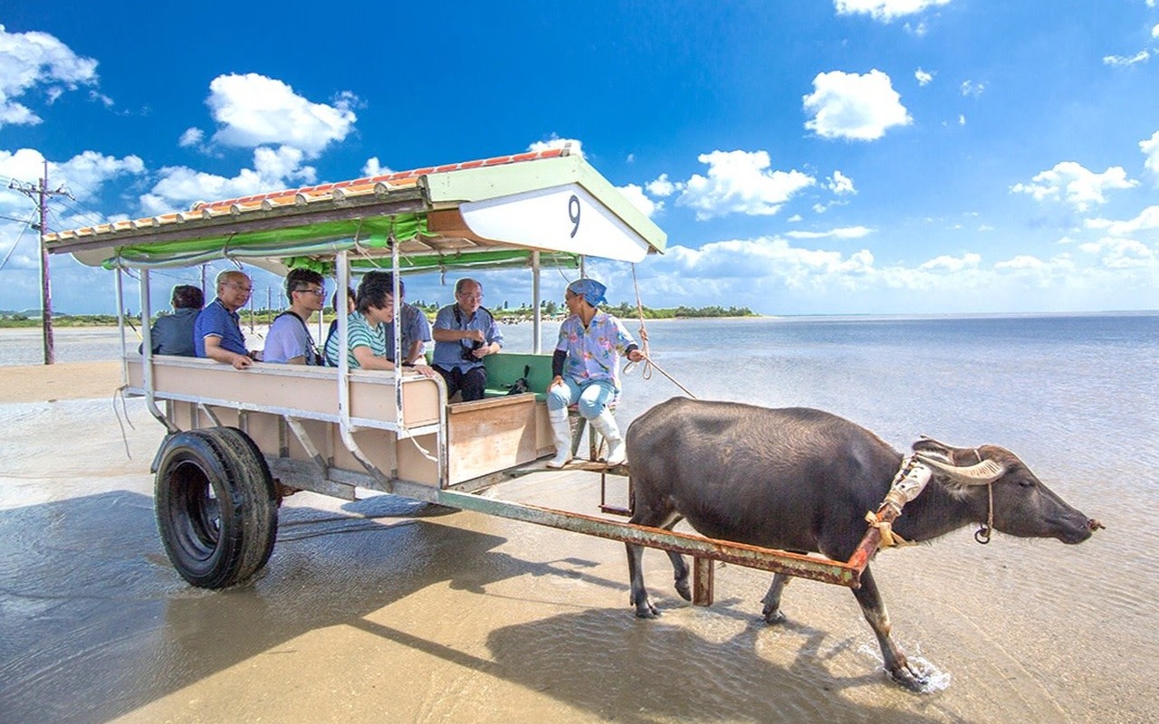 Iriomote Island: Yubu Island Sightseeing & Customizable 1-Day Experience (SUP or Canoe/Snorkeling/Canyoning)