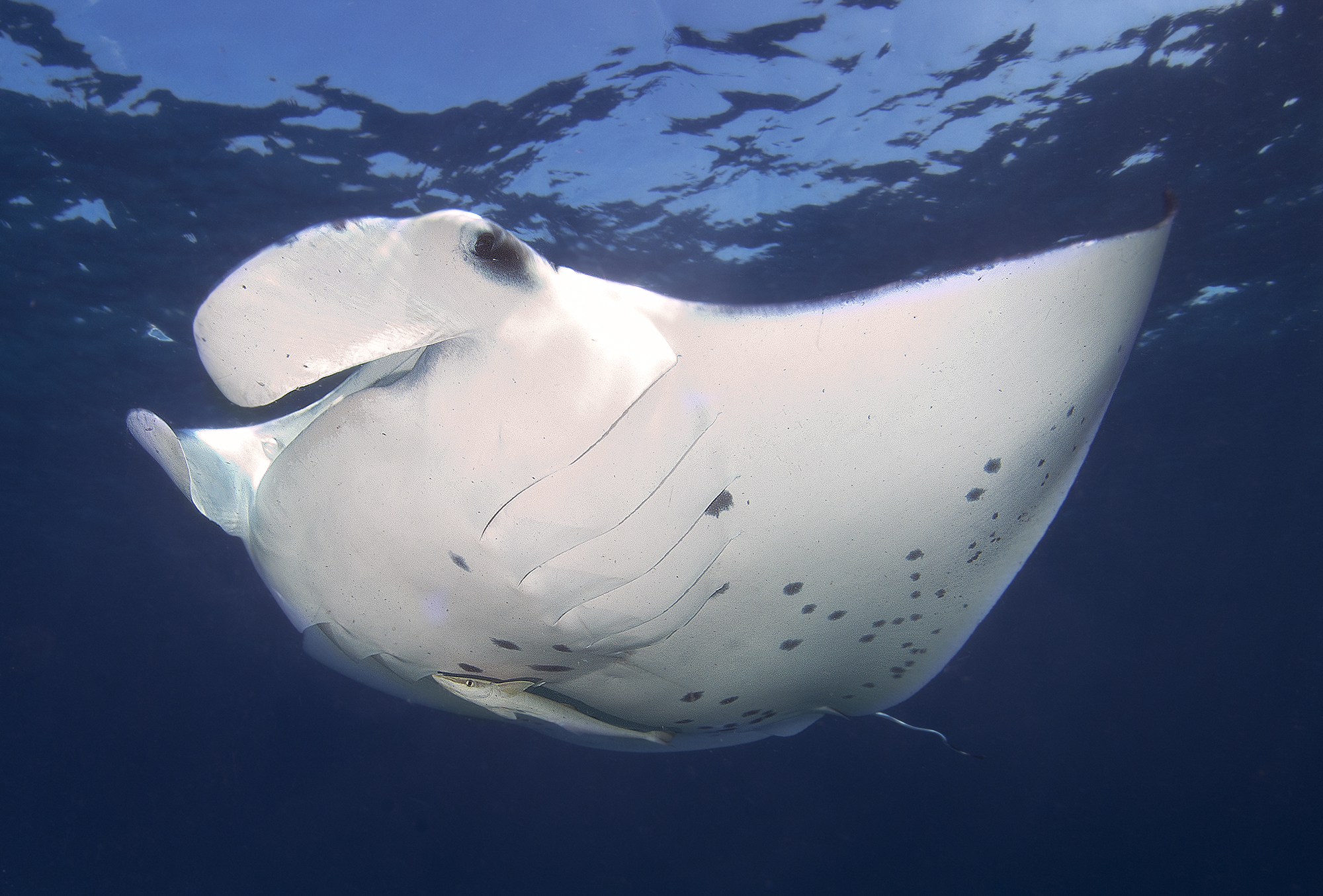 Hin Daeng & Hin Muan休閒潛水（Fun Dive）體驗（PADI五星級IDC度假村）