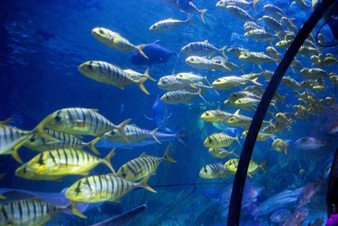 杭州長喬極地海洋公園（中國大陸身份證持有者限定）