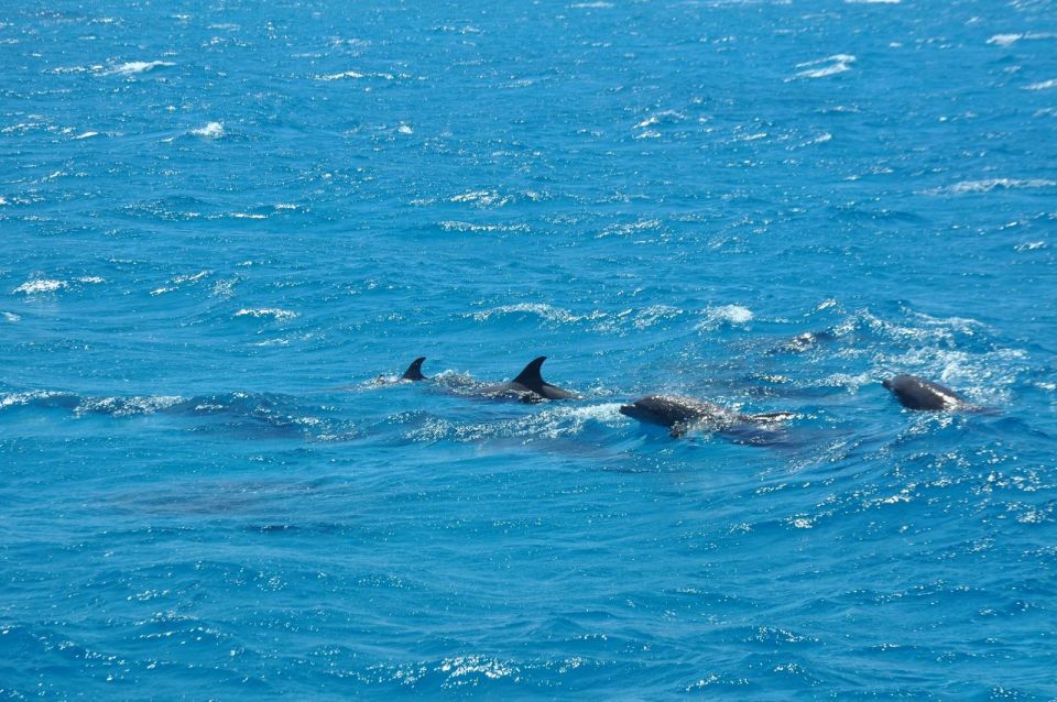 洪加達海豚觀賞遊船之旅（包浮潛 & 午餐）