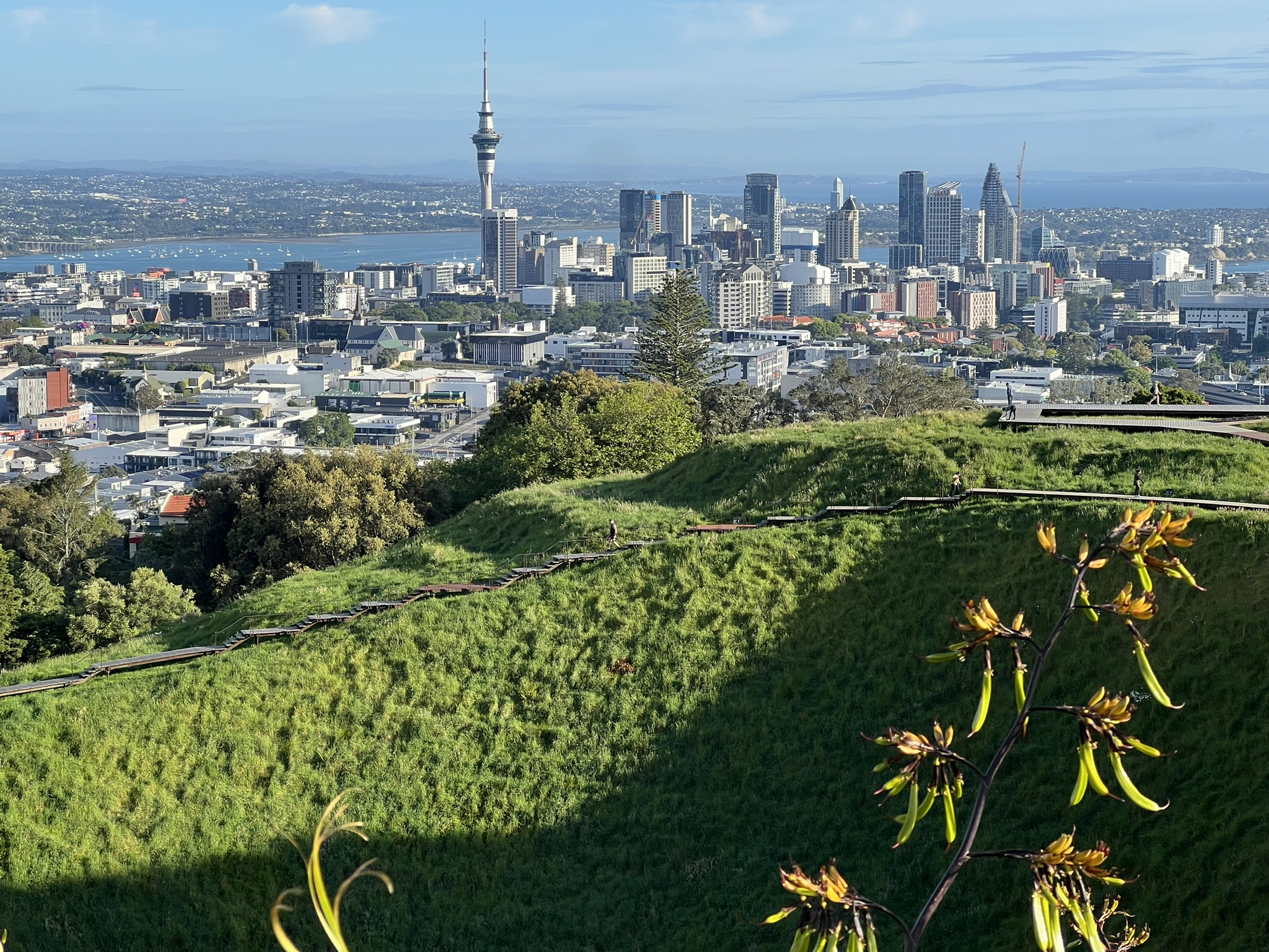 Auckland City Highlights Half Day Guided Tour