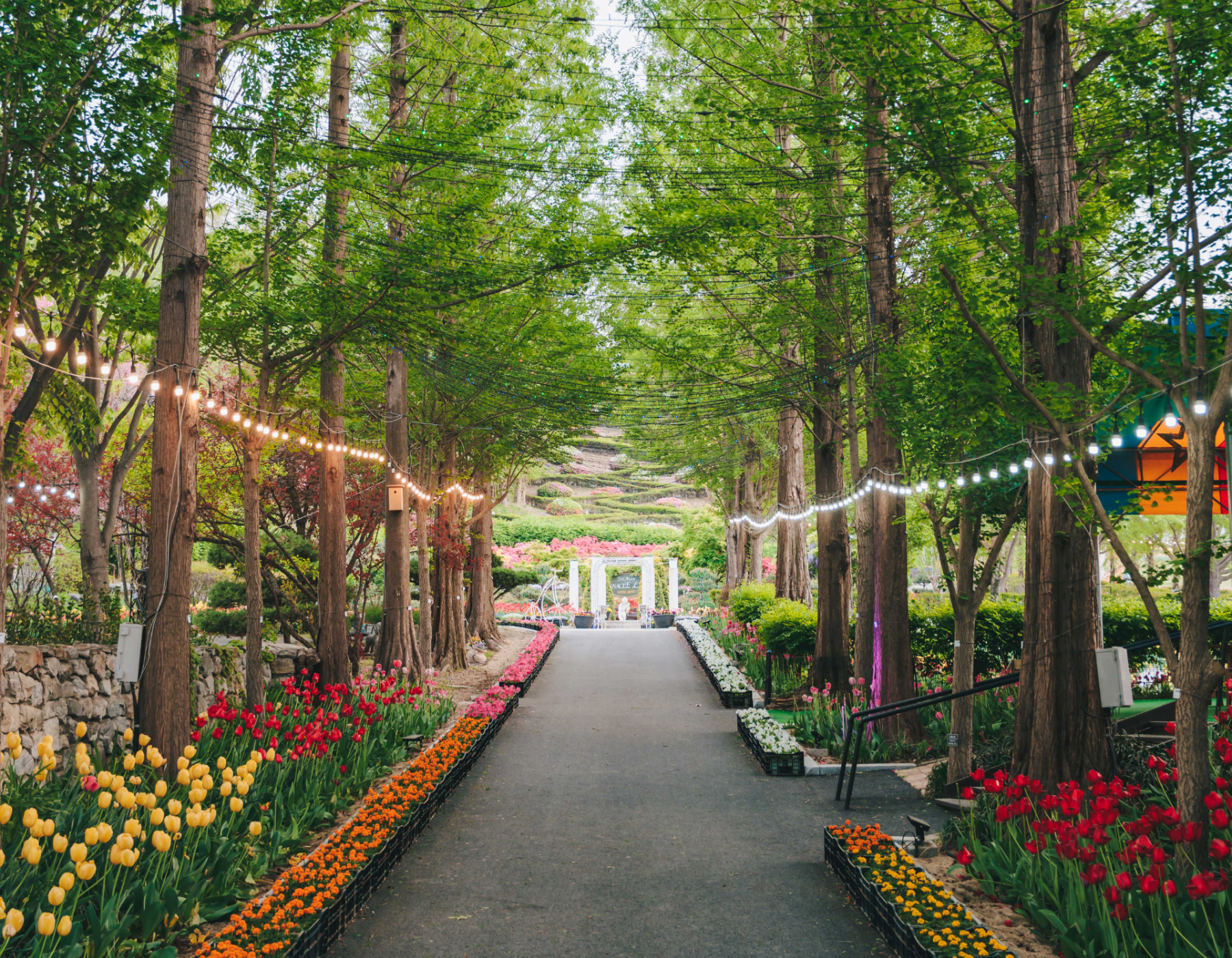 🌲 沿著落羽松步道，踏入花卉童話世界！繽紛鬱金香與迷人燈光，點亮您的精彩旅程。這條路的盡頭，有什麼在等著您呢？