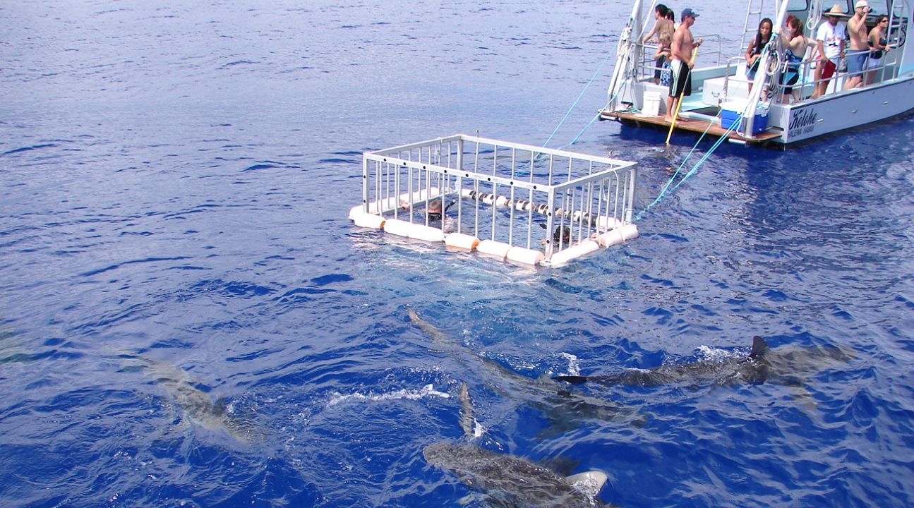 [sale] North Shore Shark Cage Diving Adventure In Oahu Hawaii Sale 2 Ticket Kd