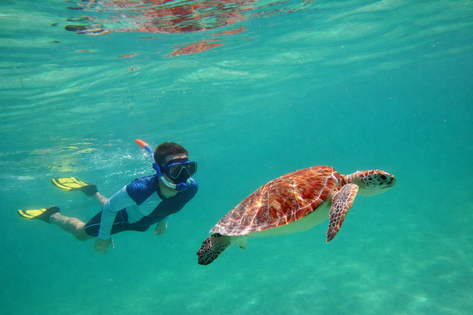 Muscat: Snorkeling with Turtles at Daymaniyat Islands Nature Reserve