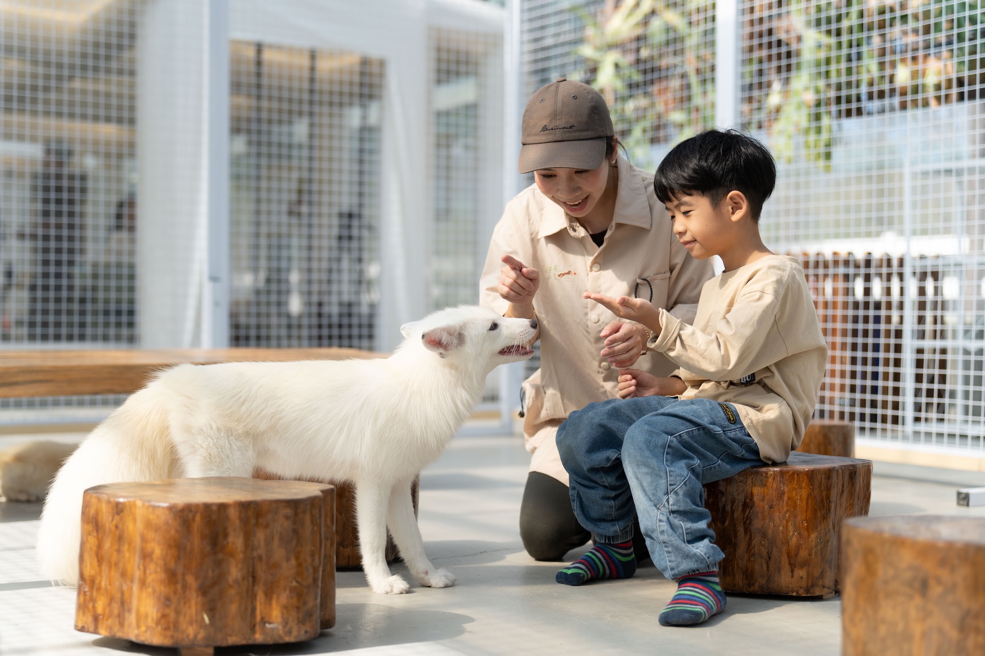 親子白狐狸互動超療癒 親子白狐狸互動超療癒