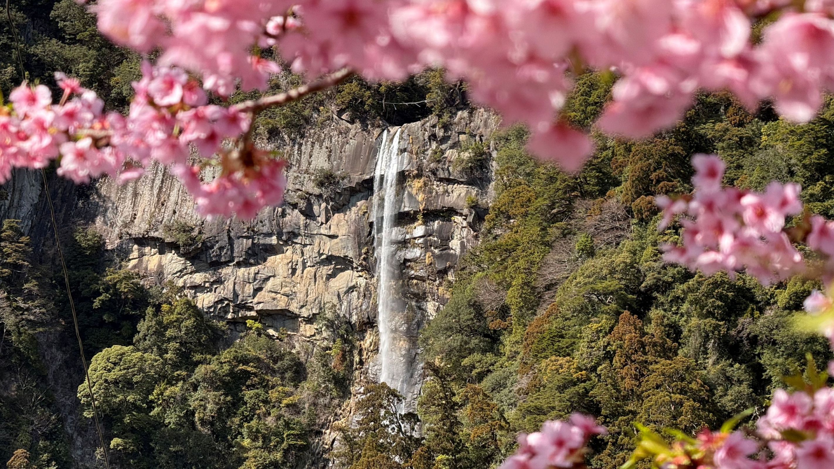 那智大社，2月的早櫻已開。