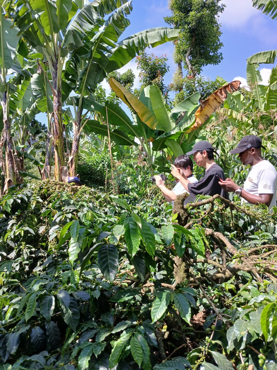 Napuru Waterfalls & Coffee Farm Tour