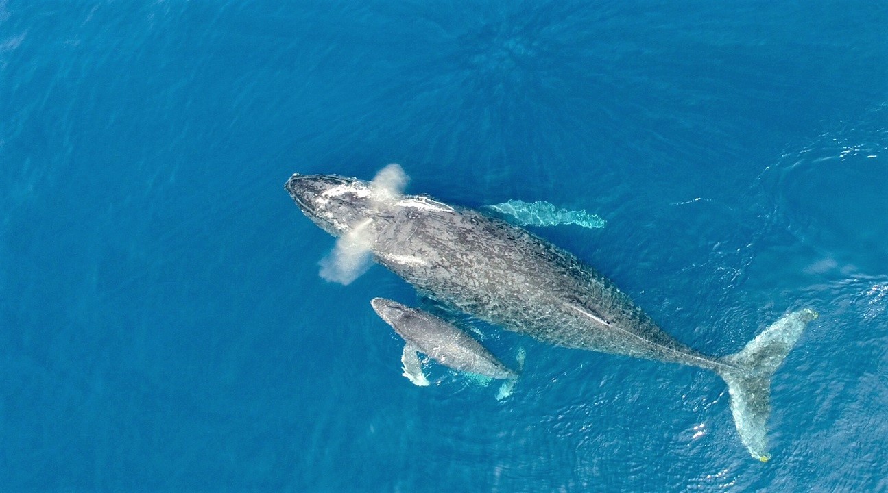 Okinawa Winter Whale Watching Tour (Naha/Chatan Departure)