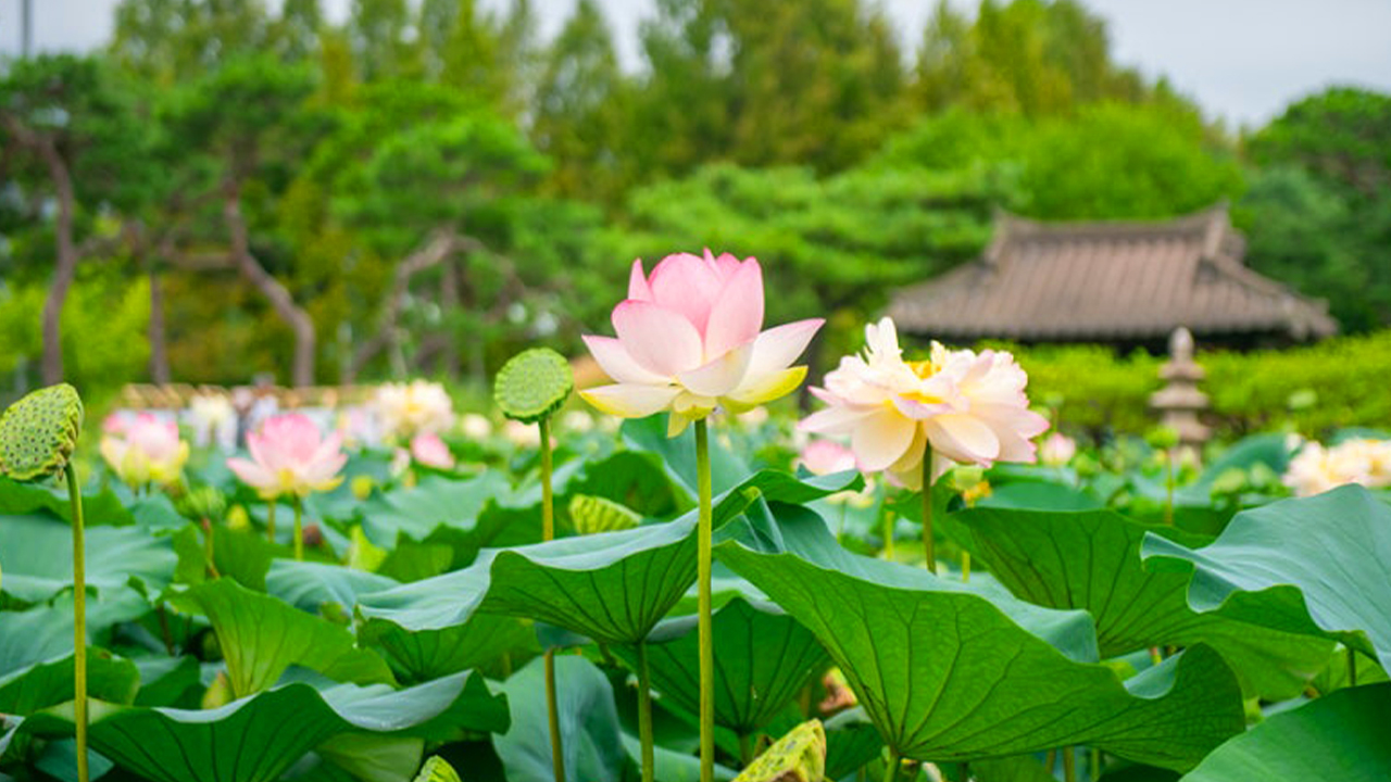 寧靜的荷花池完美地倒映著天空,一片寂然。 寧靜的荷花池完美地倒映著天空,一片寂然。