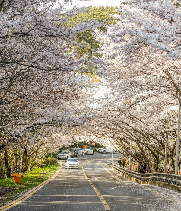 釜山賞櫻一日遊