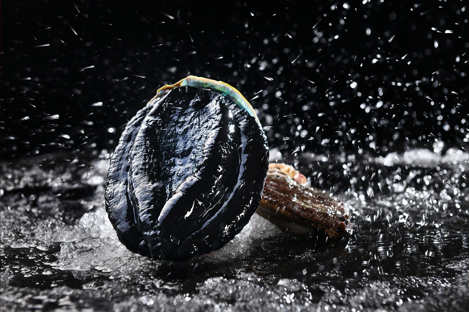 Noble Taste·Turtle Hotpot | Youfang Store