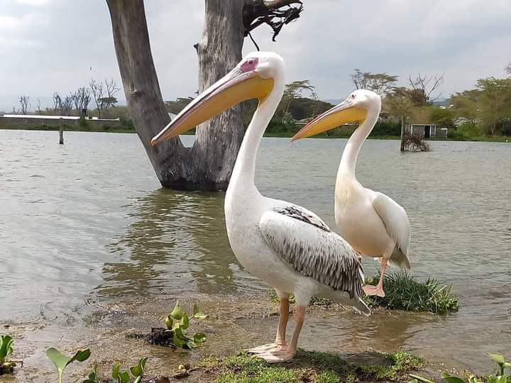 2 Days Lake Nakuru & Lake Naivasha Safari