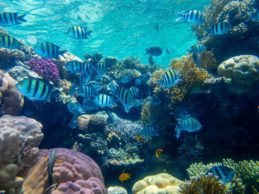 Marsa Alam: Hamata Islands Snorkeling Trip with Lunch