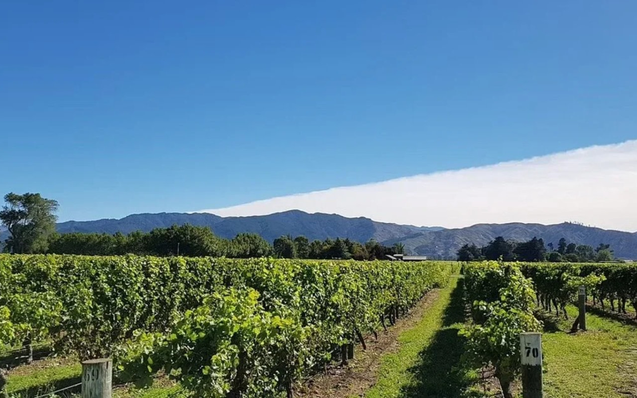 Marlborough Half-Day Wine Tasting Tour from Picton