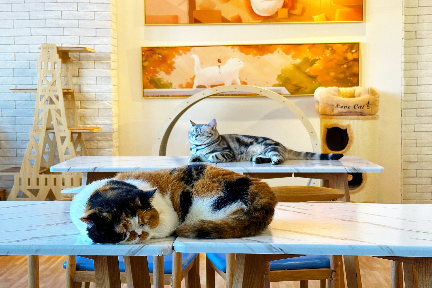 Catio Cat Cafe 1時間利用チケット（香港・銅鑼湾）