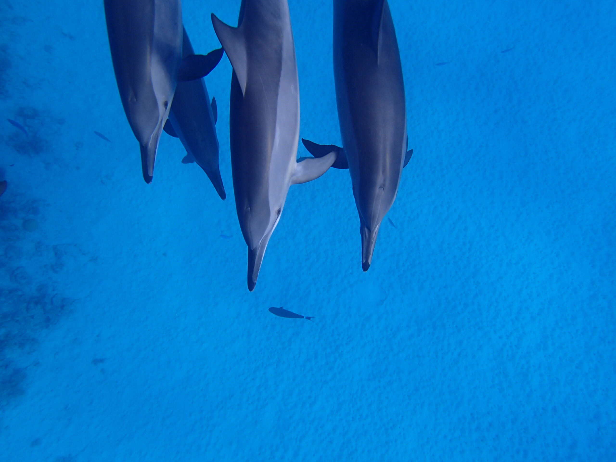 Sataya Dolphin House Boat tour with lunch 