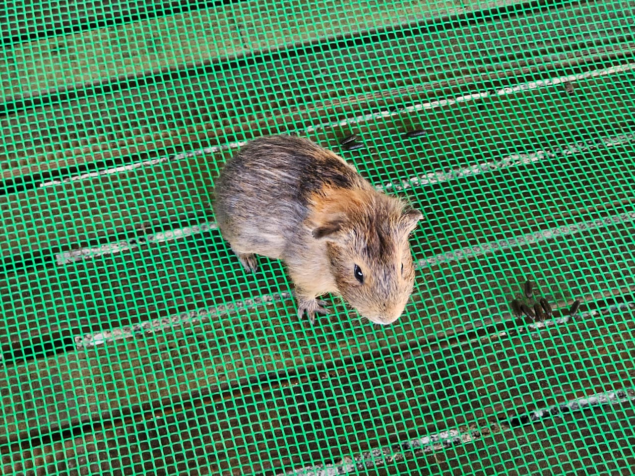 婆羅洲卡紅樹林野生動物巡遊 & 螢火蟲奇觀