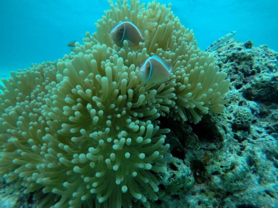 仙本那汀巴汀巴島 & 馬達京島 & 邦邦島水肺潛水體驗