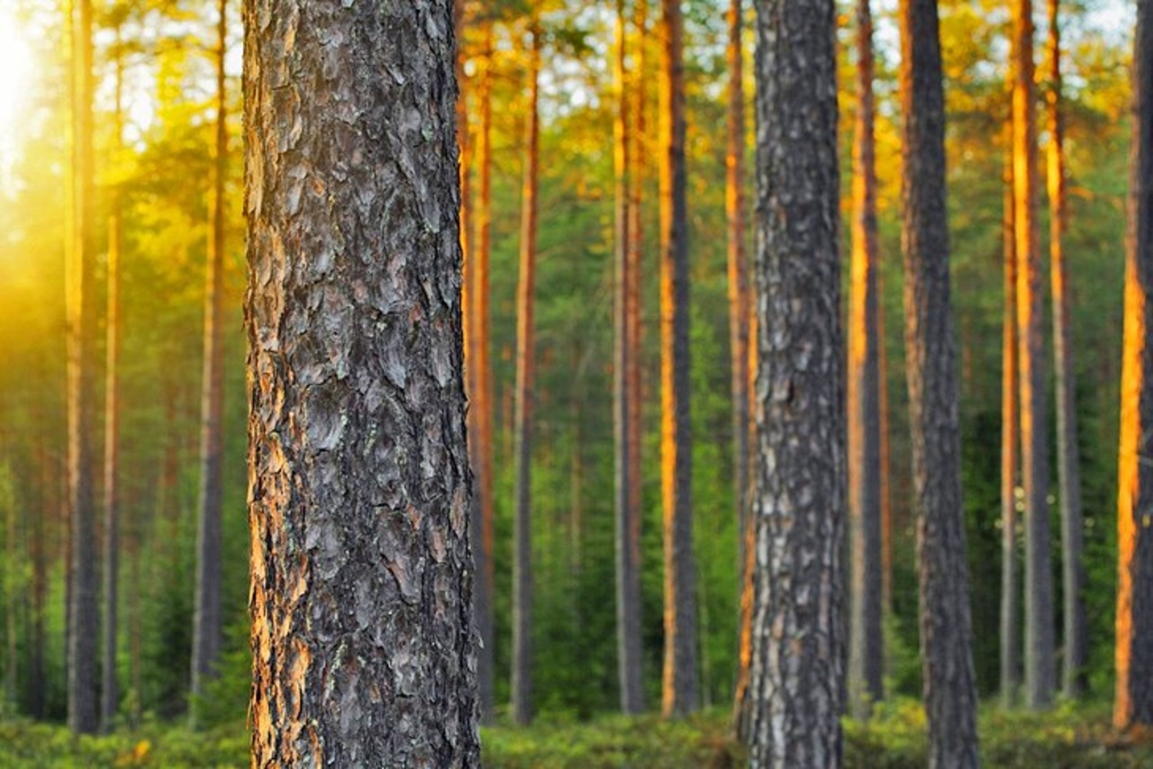Ultimate Helsinki & Porvoo Tour– Private Car & Local Stories
