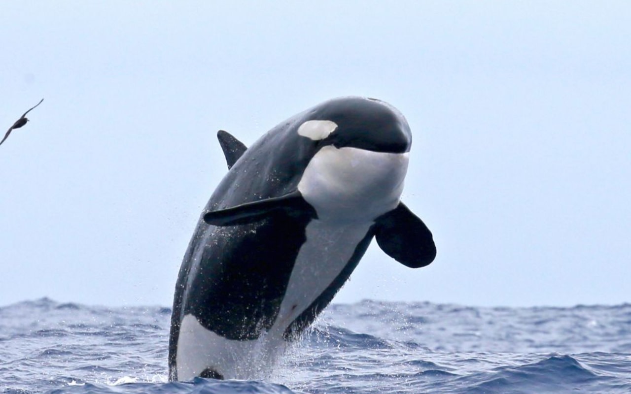 Whale Watching Experience in Dunsborough 