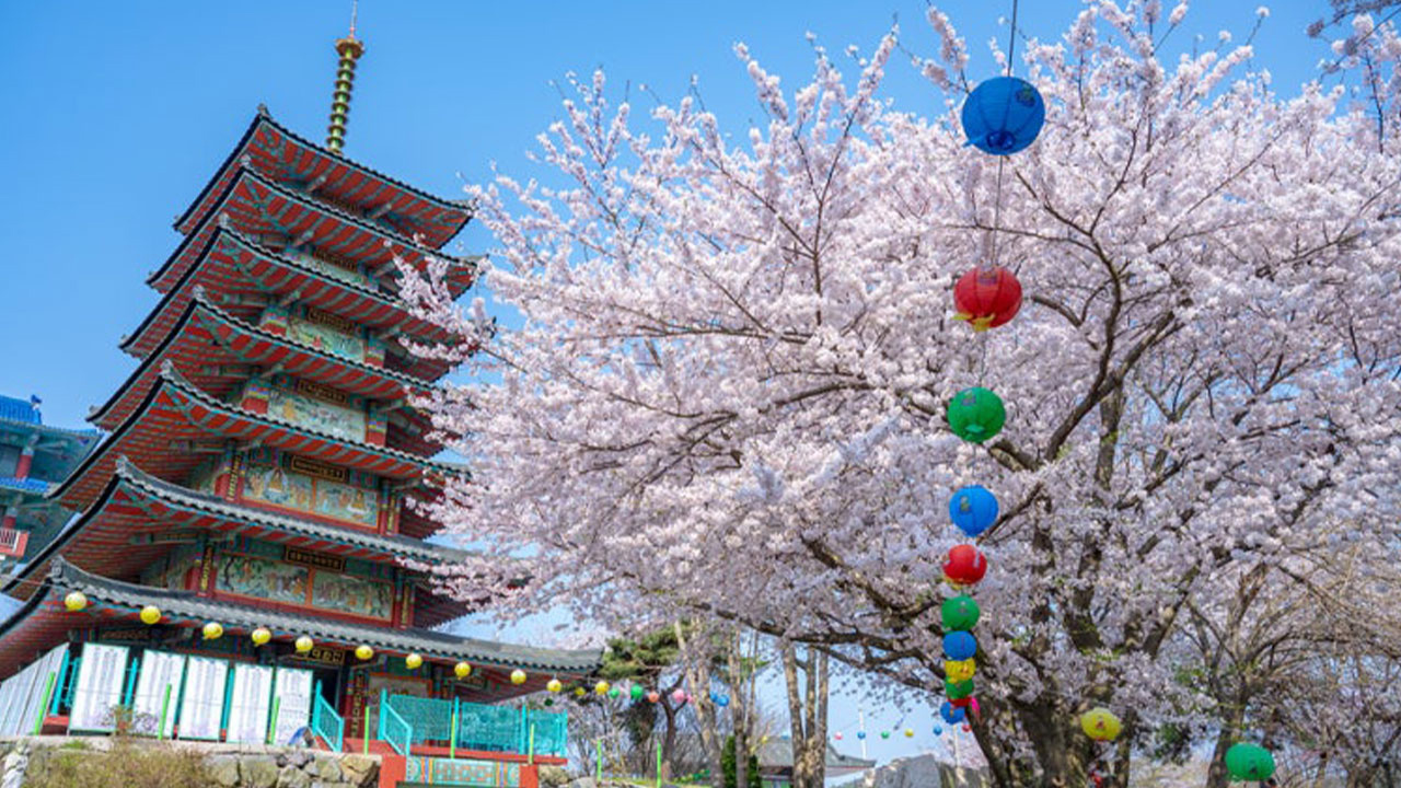 春天來臨時，櫻花在寺廟周圍輕柔綻放，為海岸增添柔和的粉紅色調。