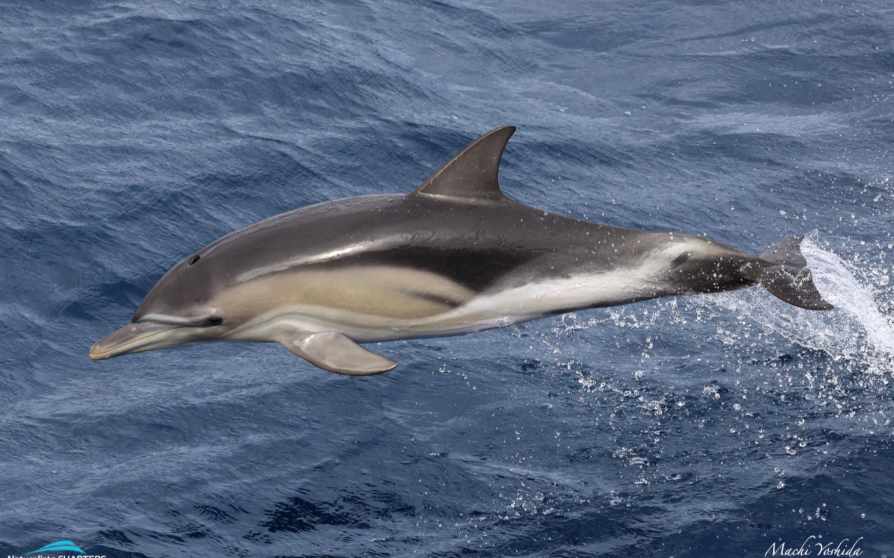 行程中將有專業的海洋生物學家隨行,這趟旅程不僅能啟發您的心靈,更具教育意義! 行程中將有專業的海洋生物學家隨行,這趟旅程不僅能啟發您的心靈,更具教育意義!