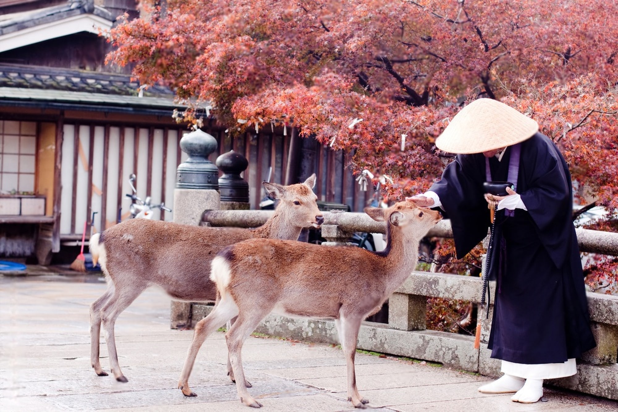 京都奈良一日遊（大阪/京都出發）
