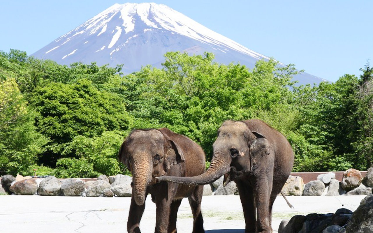 One-day tour of Fuji Safari Park, Oshino Hakkai, and Oishi Park