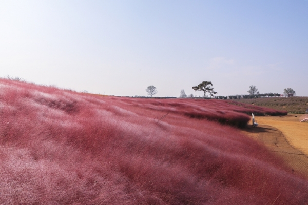 秋天帶來金黃色的麥田和粉紅黛子草。