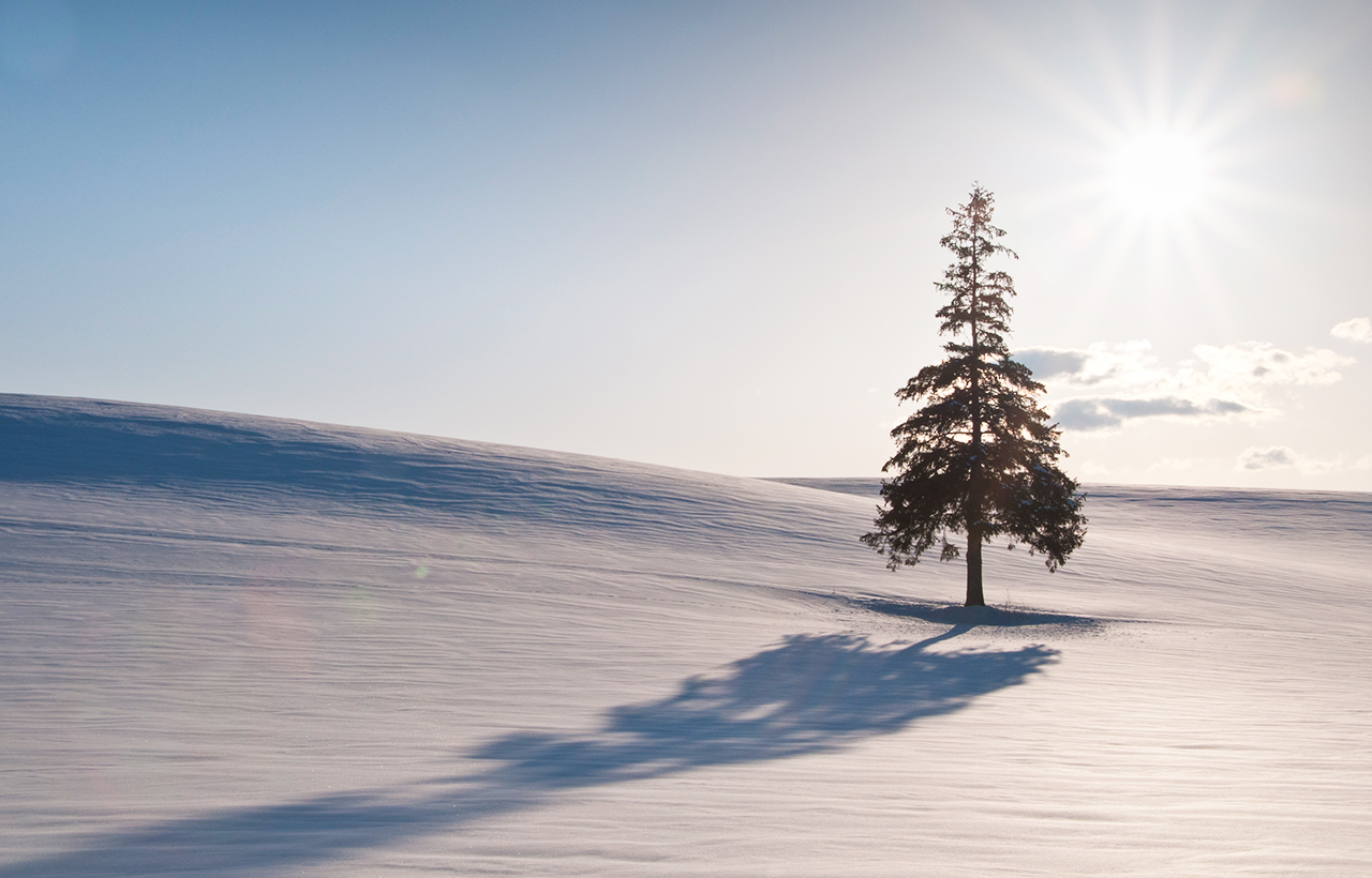 北海道的網紅聖誕樹,孤獨矗立在廣袤雪原中,形成極具視覺衝擊的冬季景觀。清晨或傍晚的光影映襯下,藍白雪景與孤樹形成夢幻對比,是攝影愛好者和遊客冬季必打卡的獨特景點。簡單卻震撼。 北海道的網紅聖誕樹,孤獨矗立在廣袤雪原中,形成極具視覺衝擊的冬季景觀。清晨或傍晚的光影映襯下,藍白雪景與孤樹形成夢幻對比,是攝影愛好者和遊客冬季必打卡的獨特景點。簡單卻震撼。