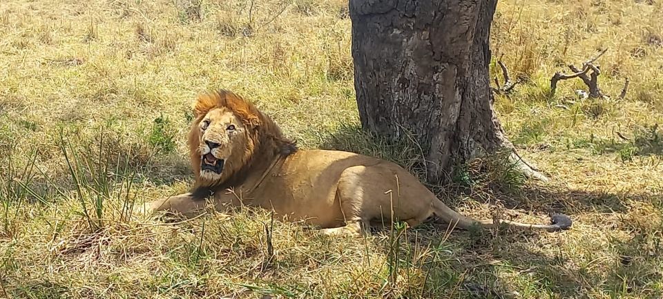 2日馬賽馬拉野生動物園全包遊