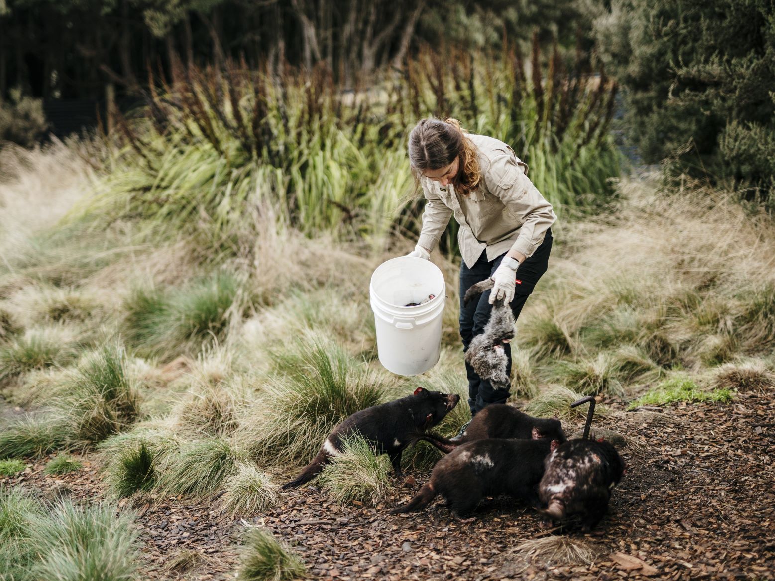Day and Night Animal Feeding Tour 