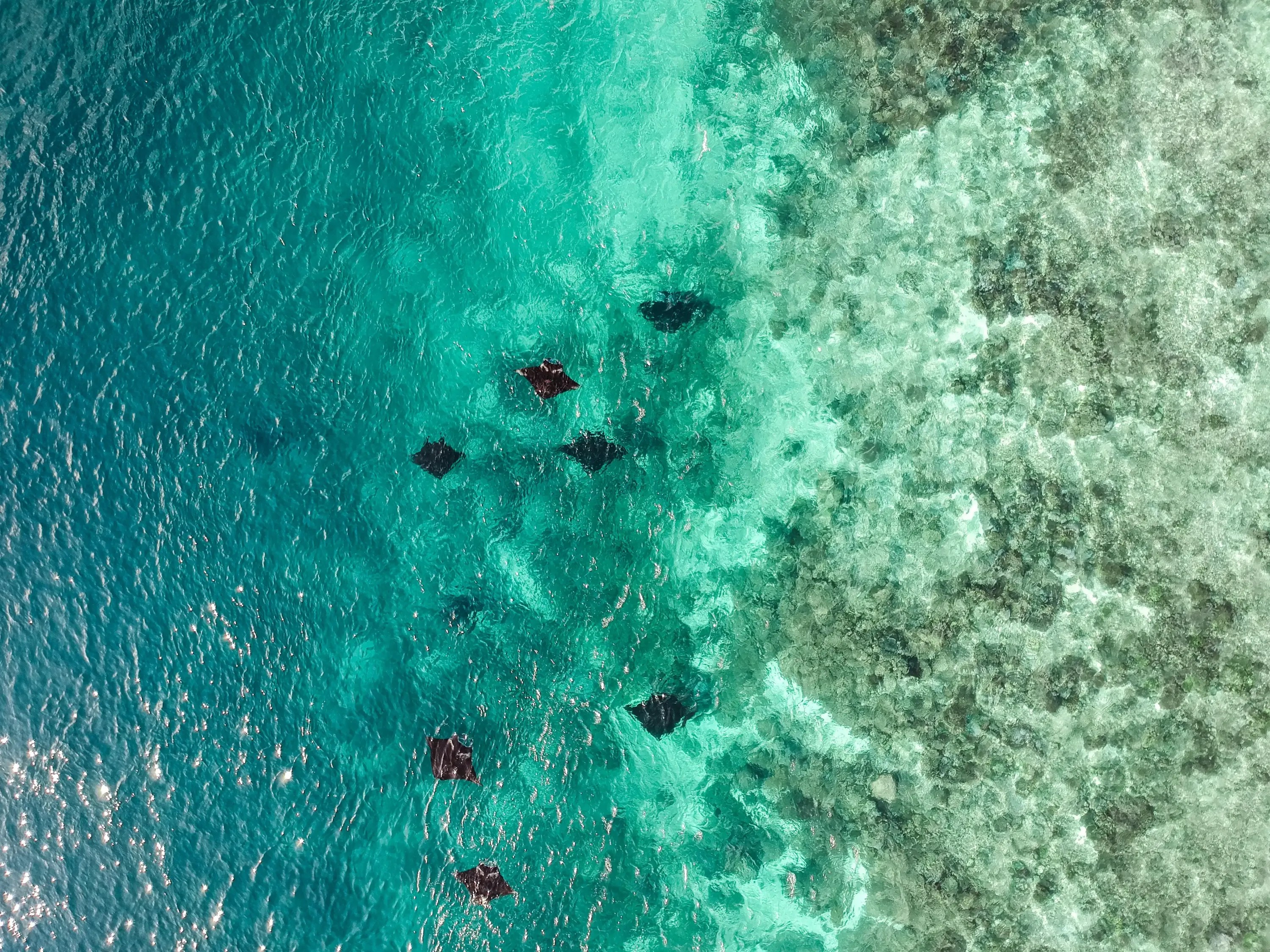 科莫多島全日快艇遊（East Cruise Komodo）